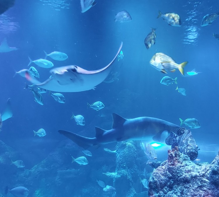 SEA LIFE Michigan Aquarium (Auburn&nbspHills,&nbspMI)
